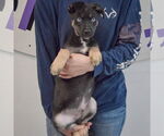 Small #3 Collie-German Shepherd Dog Mix
