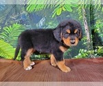 Small Photo #4 Golden Mountain Dog Puppy For Sale in BLACK FOREST, CO, USA