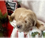 Small Photo #5 Golden Retriever Puppy For Sale in RICHMOND, TX, USA