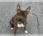 Small #2 American Pit Bull Terrier Mix