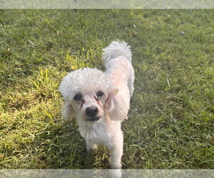 Andrew Aug 26 - Male Poodle (Miniature) Dog for Adoption - Photo #6