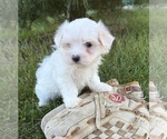 Small #3 Maltese
