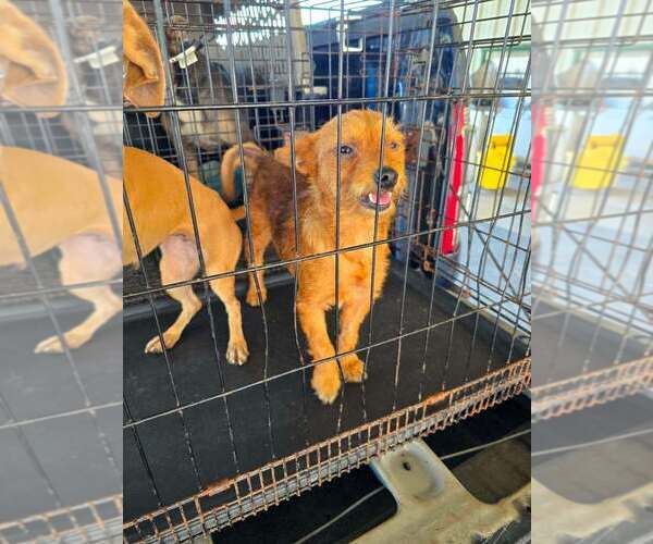 Medium Photo #4 Mutt Puppy For Sale in New York, NY, USA