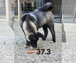 Small #2 Akita