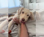 Sasha - Female Mutt Dog for Adoption - Small photo
