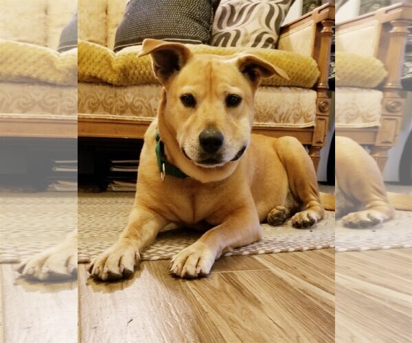 Medium Photo #4 Chow Chow-Unknown Mix Puppy For Sale in San Leon, TX, USA