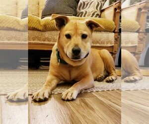 Lemon - Female Chow Chow-Unknown Mix Dog for Adoption - Photo #4