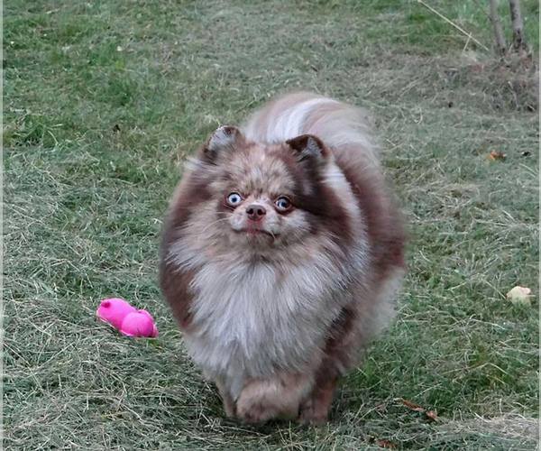 Medium Photo #1 Pomeranian Puppy For Sale in WEST PALM BEACH, FL, USA