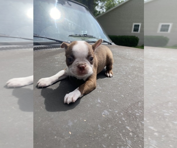 Medium Photo #6 Boston Terrier Puppy For Sale in FREDONIA, KS, USA