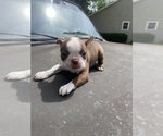Small #5 Boston Terrier