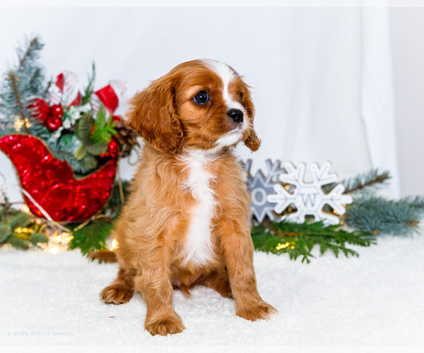 Medium Photo #57 Cavalier King Charles Spaniel Puppy For Sale in WAKARUSA, IN, USA