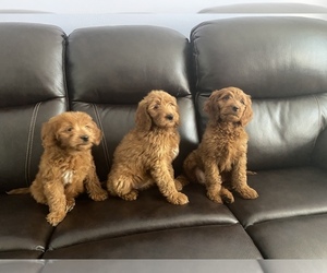 Goldendoodle (Miniature) Puppy for sale in CHICAGO, IL, USA