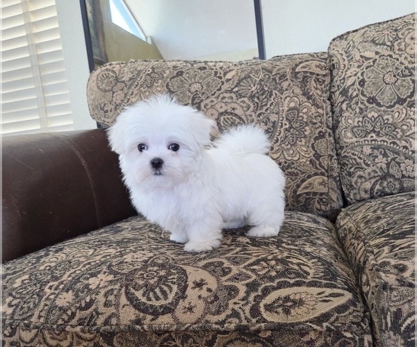Medium Photo #3 Maltese Puppy For Sale in SANTA CLARITA, CA, USA