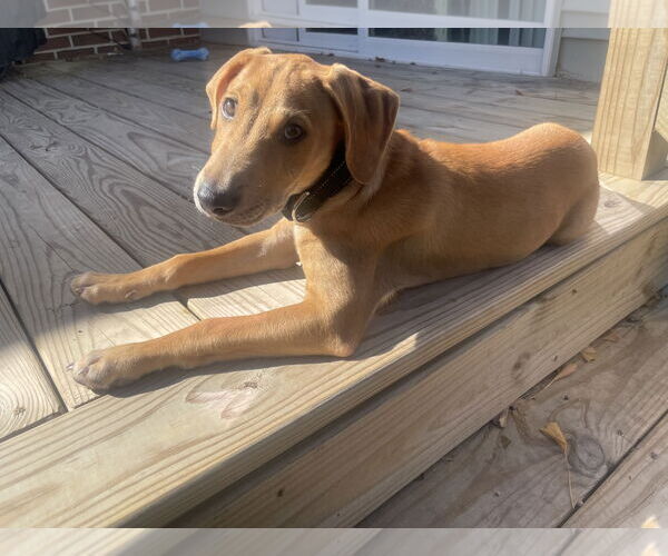 Medium Photo #1 Labsky Puppy For Sale in Virginia Beach, VA, USA