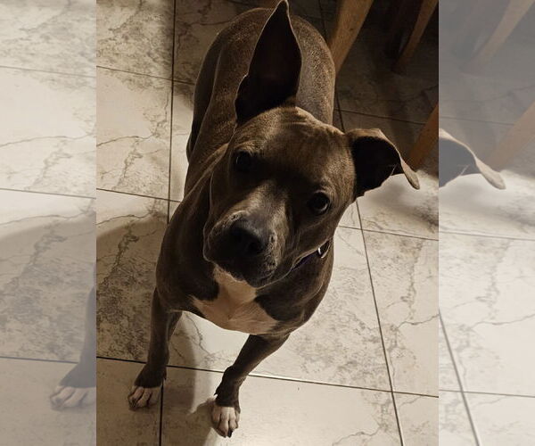 Medium Photo #7 American Pit Bull Terrier-Unknown Mix Puppy For Sale in Crete, IL, USA