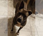 Small #6 American Pit Bull Terrier Mix