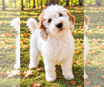 Nash - Male Goldendoodle (Miniature) Puppy for Sale - Photo #2