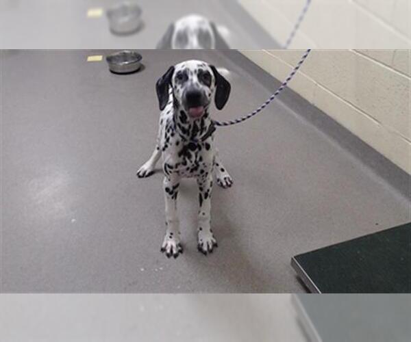 Medium Photo #1 Dalmatian Puppy For Sale in Denver, CO, USA