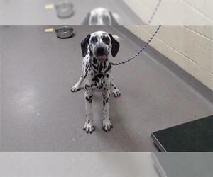 Dalmatian Dogs for adoption in Denver, CO, USA