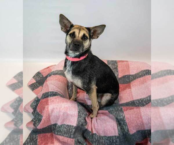 Medium Photo #4 Mutt Puppy For Sale in Kennesaw, GA, USA