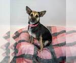 Small #3 Mutt