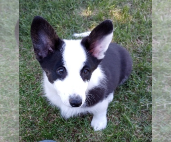Medium Photo #1 Aussie-Corgi Puppy For Sale in ELLENSBURG, WA, USA