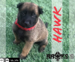 Small Photo #3 Belgian Malinois Puppy For Sale in CHANDLER, AZ, USA