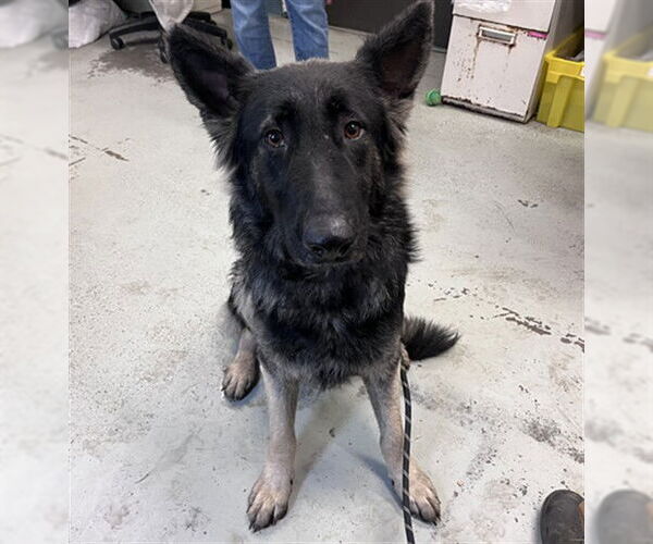 Medium Photo #1 German Shepherd Dog-Unknown Mix Puppy For Sale in Stockton, CA, USA