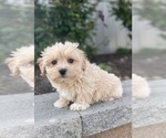 Small #4 Coton de Tulear-Poodle (Toy) Mix