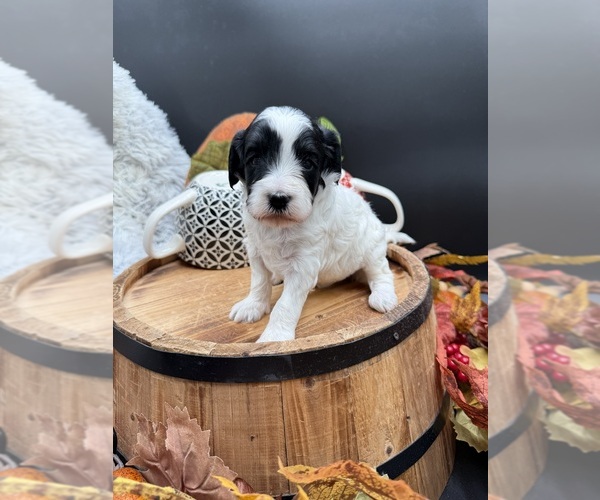 Medium Photo #4 Goldendoodle mix (+ Poodle Miniature) Puppy For Sale in HAYDEN, AL, USA