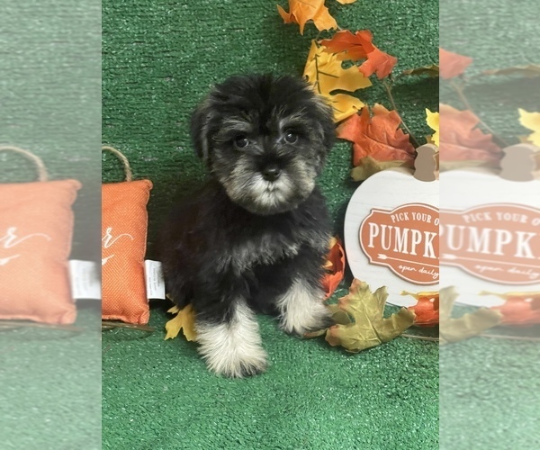 Medium Photo #1 Schnauzer (Miniature) Puppy For Sale in FORT PIERCE, FL, USA
