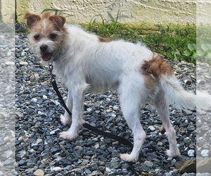 Shih Tzu Dogs for adoption in Walnutport, PA, USA