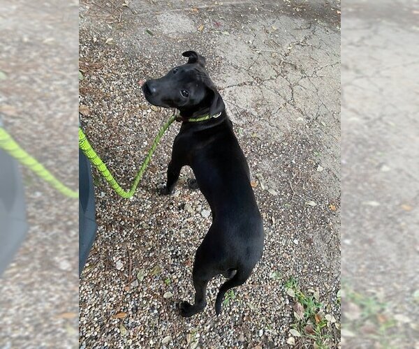 Medium Photo #3 Labrador Retriever-Unknown Mix Puppy For Sale in Missouri City, TX, USA