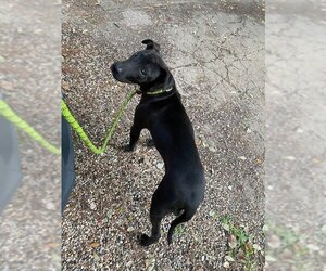 Shadow-Chaser - Male Labrador Retriever-Unknown Mix Dog for Adoption - Photo #3