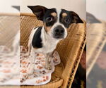 Small #1 Chihuahua Mix