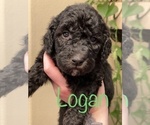 Small Photo #20 Goldendoodle-Poodle (Standard) Mix Puppy For Sale in GRESHAM, OR, USA