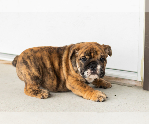 Medium Photo #4 English Bulldog Puppy For Sale in BOURBON, IN, USA