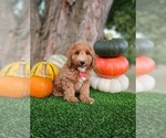 Small #4 Poodle (Miniature)