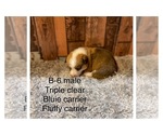 Small Photo #7 Pembroke Welsh Corgi Puppy For Sale in DERIDDER, LA, USA