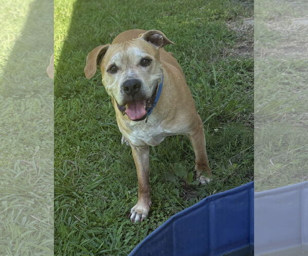 Medium Photo #4 American Pit Bull Terrier-Unknown Mix Puppy For Sale in Virginia Beach, VA, USA