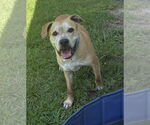 Small #3 American Pit Bull Terrier Mix
