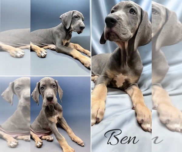 Medium Photo #1 Great Dane Puppy For Sale in INDEPENDENCE, MO, USA