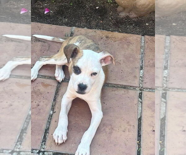 Medium Photo #20 American Pit Bull Terrier-Unknown Mix Puppy For Sale in New York, NY, USA