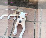 Small #19 American Pit Bull Terrier Mix