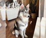 Small Photo #9 Siberian Husky Puppy For Sale in Carrollton, TX, USA