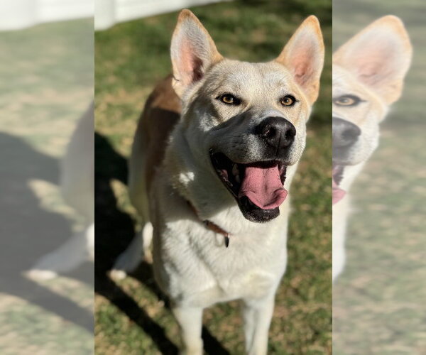 Medium Photo #5 Siberian Husky Puppy For Sale in Great Bend, KS, USA