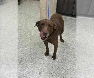 American Pit Bull Terrier-Unknown Mix Dogs for adoption in Conroe, TX, USA