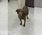 Small American Pit Bull Terrier Mix