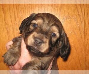 Dachshund Puppy for Sale in PRUNEDALE, California USA