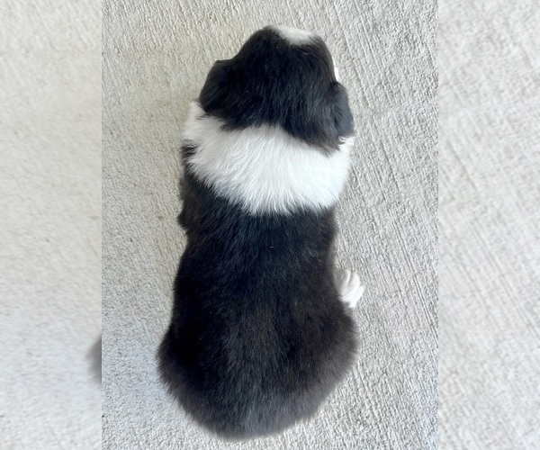 Medium Photo #2 Australian Shepherd Puppy For Sale in LODA, IL, USA